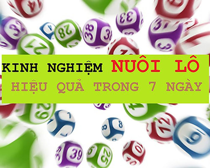 Kinh nghiệm nuôi lô bạch thủ 7 ngày